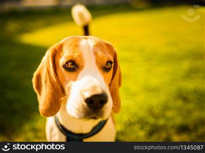 dog on the street. Autumn, the beagle, flowers