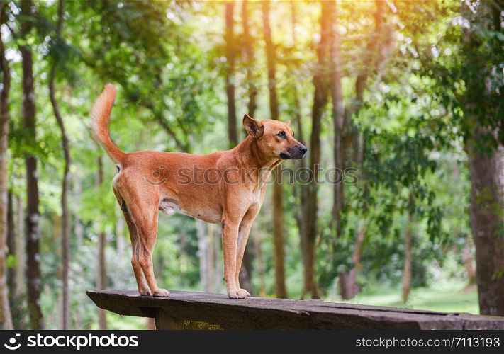 dog park standing on the wood and nature green tree forest background