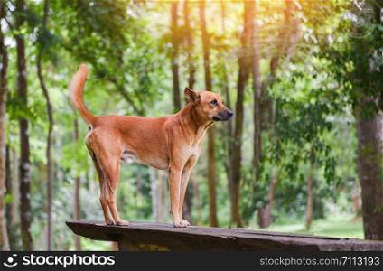 dog park standing on the wood and nature green tree forest background