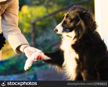 Dog paw and female hand doing a handshake outdoor. Sign of friendship between human and dog