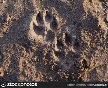 dog paw footprint in the sand
