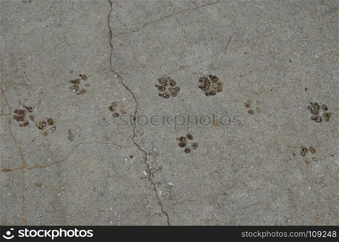 Dog paws animal tracks imprinted on concrete surface background.