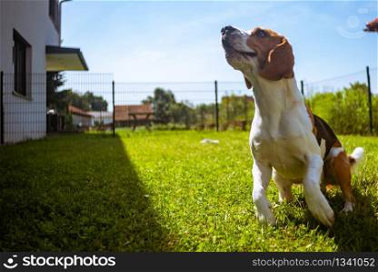 Dog playing with a ball in a garden. Playful retrieving ball back very happy and fit.. Dog Beagle having fun running and jumping with a ball in a garden