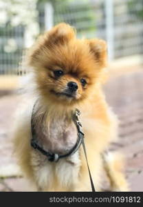 dog pomeranian with leash around his neck standing side by side