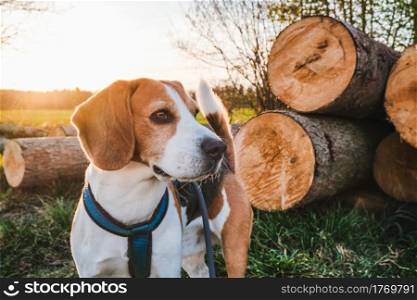 Dog portrait back lit background. Beagle standing in grass during sunset in fields countryside.. Dog portrait back lit background. Beagle standing in grass