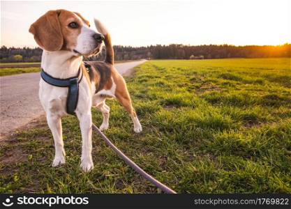 Dog portrait back lit background. Beagle standing in grass during sunset in fields countryside.. Dog portrait back lit background. Beagle standing in grass