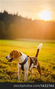 Dog portrait back lit background. Beagle with tongue out in grass during sunset in fields countryside.. Dog portrait back lit background. Beagle with tongue out in grass during sunset on field