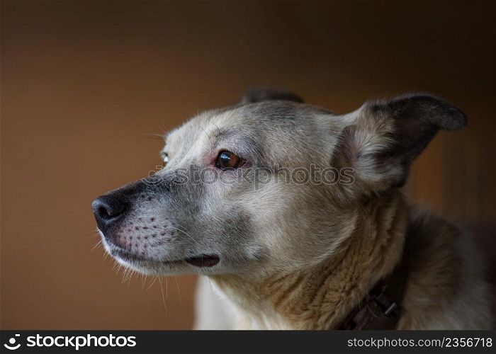Dog portrait in studio. Amazing dog portrait on dark background. Dog with big eyes on dark studio brown background.. Photograph of funny yawning dog. Dog model portrait in studio