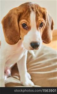 Dog puppy beagle sits. Dog puppy beagle