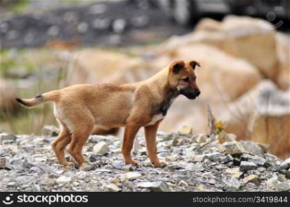Dog puppy on the rocky ground with a blurred background
