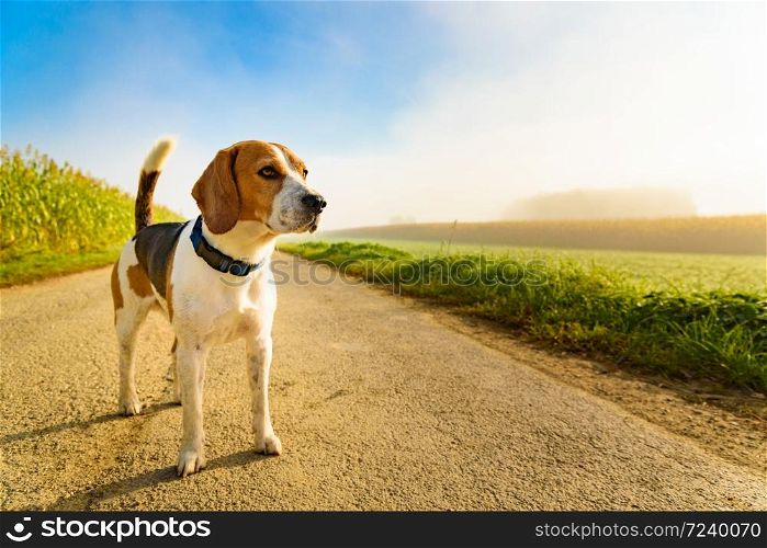 Dog purebreed beagle outdoors in nature on a rural asphalt road to forest between fields. Sunny day countryside sunrise. Copy space on right. Dog purebreed beagle outdoors in nature on a rural asphalt road to forest between fields. Sunny colorful day countryside sunrise.