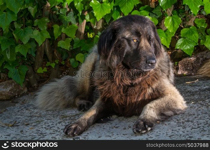 dog resting down,serra estrela dog portuguese dogs