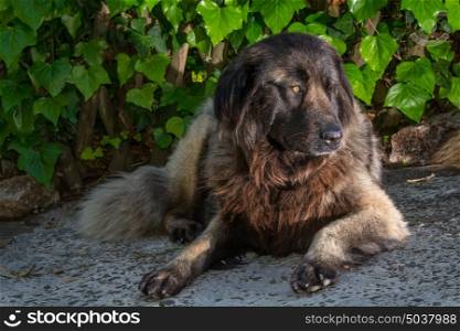 dog resting down,serra estrela dog portuguese dogs