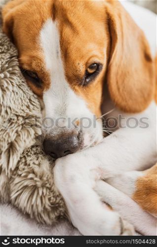 Dog resting on a sofa beagle dog in house closeup indoors background. Dog sleeping on a sofa beagle dog in house indoors
