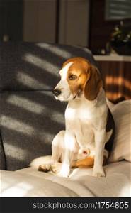 Dog resting on a sofa beagle dog sits indoors background. Dog resting on a sofa beagle dog sits indoors
