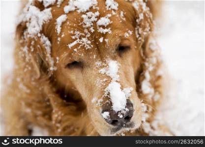 Dog resting on snow-covered ground, close-up