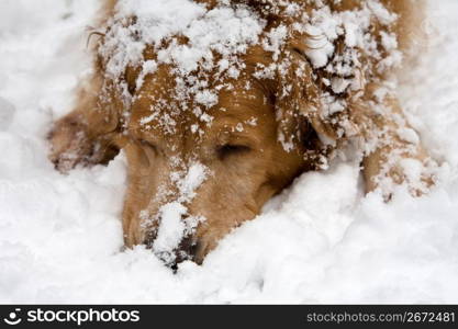 Dog resting on snow-covered ground, close-up