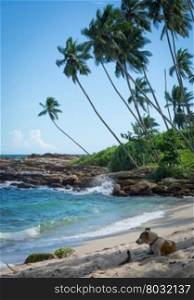 Dog resting on tropical rocky beach with coconut palm trees, sandy beach and ocean. Tangalle, Southern Province, Sri Lanka, Asia.