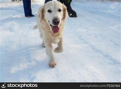 Dog retriever in winter forest