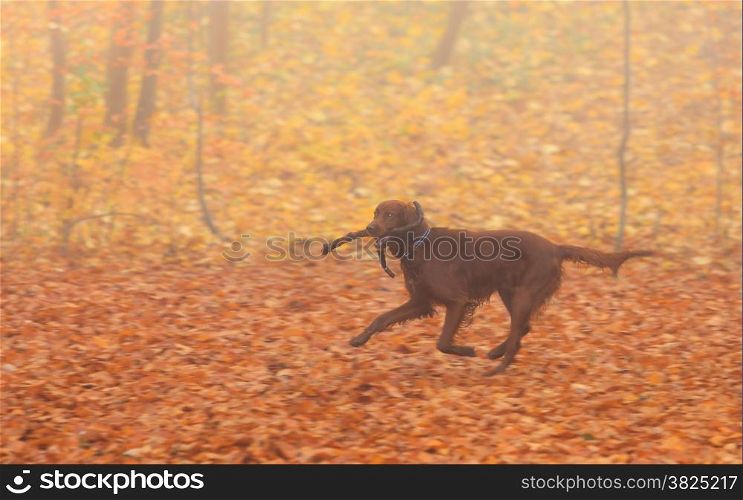 dog retrieving a stick running on a background of autumn color leaves, foggy day