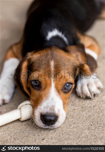 dog ripping dessert apart Beagle dog purebred