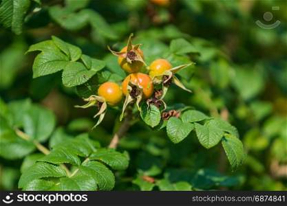 Dog-rose berries. Dog rose fruits (Rosa canina). wild rosehips in nature, beautiful background
