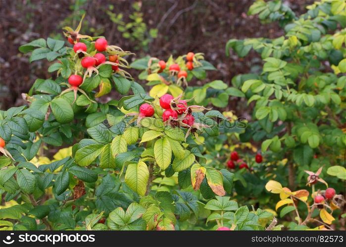 Dog-rose berries in autumn. Dog rose fruits (Rosa canina). Wild rosehips in nature.