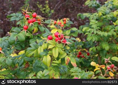 Dog-rose berries in autumn. Dog rose fruits (Rosa canina). Wild rosehips in nature.