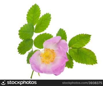 Dog-rose blooms