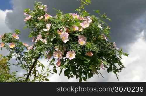 Dog rose bush
