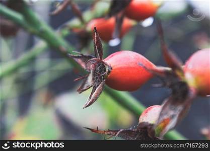 Dog-rose fruit. Red berries of a red rose on a background of green leaves. Close-up.. Dog-rose fruit. Red berries of a red rose on a background of green leaves.