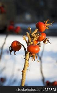 Dog Rose or Rosa Canina branches with bright fruits in the winter