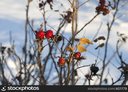 Dog Rose (Rosa Canina) branches with dry bright fruits in the winter