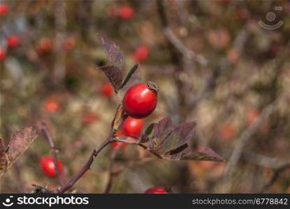 Dog rose with fruits close in the fall