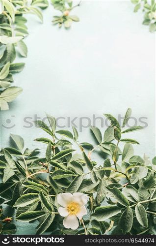 Dog-roses with white flowers on light blue background, top view