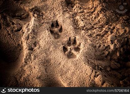 Dog&rsquo;s footprints in the sand