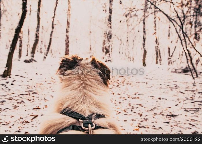 dog&rsquo;s head in beautiful winter landscape snow covered pine forest