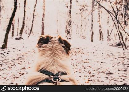 dog&rsquo;s head in beautiful winter landscape snow covered pine forest