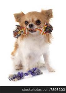 dog&rsquo;s toy and chihuahua in front of white background
