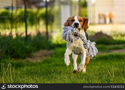 Dog run beagle jumping fun in the garden summer sun with a toy. Dog run beagle jumping fun