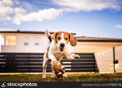 Dog run, beagle jumping fun in the garden summer sun with a toy fetching. Dog train and fun theme.. Dog run, beagle jumping fun in the garden summer sun with a toy fetching