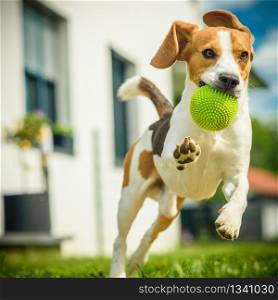 Dog run beagle jumping fun in the garden summer sun with a toy green ball. Dog run beagle jumping fun