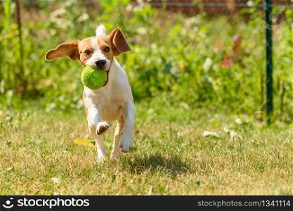 Dog run beagle jumping fun in the garden summer sun with a toy green ball. Dog run beagle jumping fun
