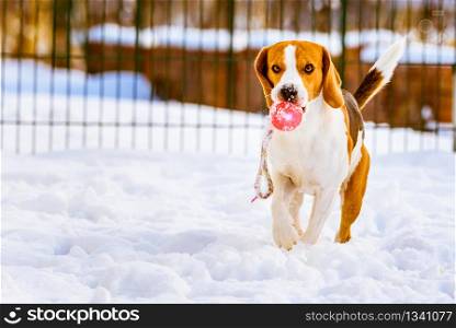 Dog run with a ball. Happy beagle dog run with a ball on the snow