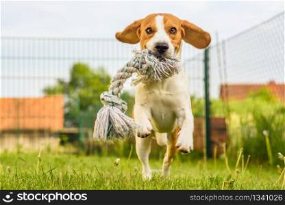 Dog running and playing in a garden during spring, summer. Beagle run and jumps towards camera with a toy fetching. Pet dog Beagle in a garden having fun outdoors