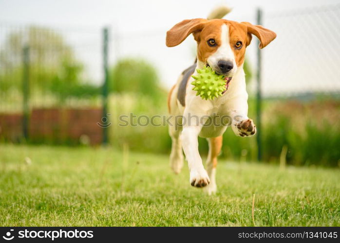 Dog running and playing in a garden during spring, summer. Beagle run and jumps towards camera with a toy fetching. Pet dog Beagle in a garden having fun outdoors