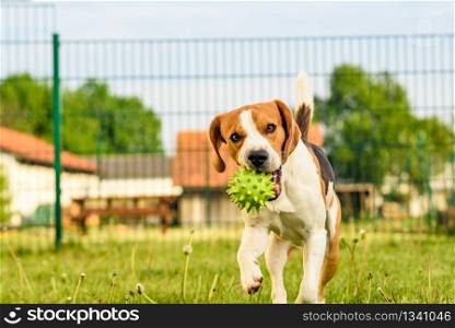 Dog running and playing in a garden during spring, summer. Beagle run and jumps towards camera with a toy fetching. Pet dog Beagle in a garden having fun outdoors