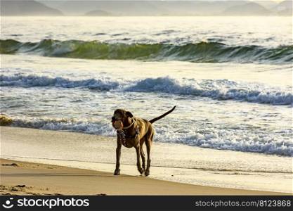 Dog running and playing on the edge of Ipanema beach in Rio de Janeiro on a summer morning. Dog running and playing on the sands of Ipanema beach