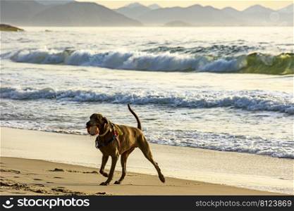 Dog running and playing on the edge of Ipanema beach in Rio de Janeiro on a summer morning. Dog running and playing on the edge of Ipanema beach