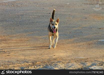dog running in the park on evening